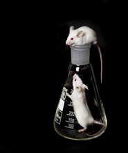 Two small white laboratory mice in the flask and on the another flask