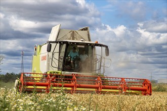 Grain harvest in the Rhein-Pfalz district near Mutterstadt