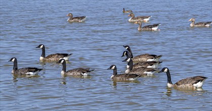 Canada goose flock, family group of Canadian geese (Branta canadensis) and greylag geese with