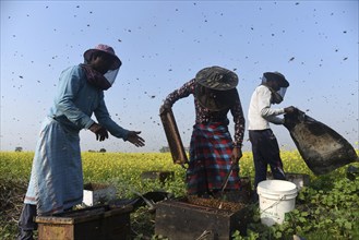 Bee keepers working in a bee farm near a musturd field in a village in Barpeta district of Assam in