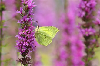 Brimstone (Gonepteryx rhamni) feeding on a flower of purple loosestrife (Lythrum salicaria),