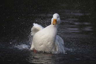 White pekin (Anas platyrhynchos domesticus) duck domesticated farm bird bathing in a lake, England,