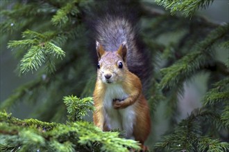 Squirrel, (Sciurus vulgaris), young animal, Finland, young animal, animal children, Finland, Europe