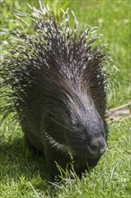 Crested porcupine (Hystrix cristata) native to Italy, North Africa and sub-Saharan Africa