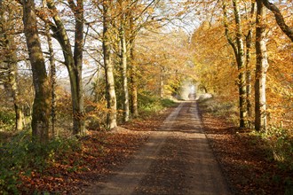 Orange brown beech tree autumn leaves Savernake Forest, Wiltshire, England, UK