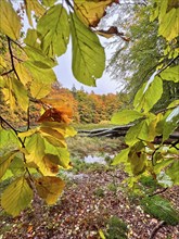 Autumn leaves, autumn atmosphere, colourful leaves, beech forest, view of the treetops, golden