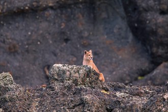 Cougar (Felis concolor patagonica) wbl. Torres del Paine NP, Chile, Torres del Paine NP, South