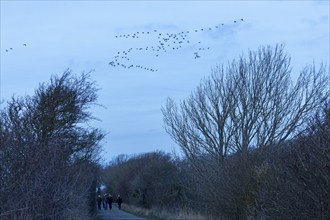 Hiking trail, people, trees, flying wild geese, Goldhöft, Geltinger Birk, Gelting,