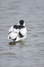 Pied avocet (Recurvirostra avosetta) adult bird resting in water of a shallow lagoon, Norfolk,