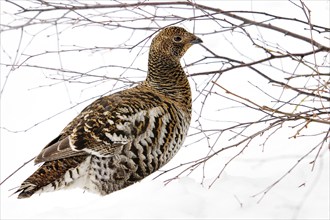 Black grouse, (Lyrurus tetrix, Tetrao tetrix) hen in the snow, Bavaria, Federal Republic of Germany