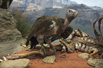 White-headed vulture (Trigonoceps occipitalis), Natural History Museum, opened 1889, Vienna,