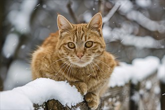 Orange cat sitting on snow covered fence in winter. Generative Ai, AI generated