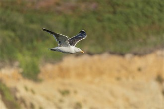 Great black-backed gull (Larus marinus) gliding along the cliffs of the Atlantic Ocean. Camaret,