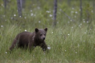 European brown bear, Karelia, Finland, Europe