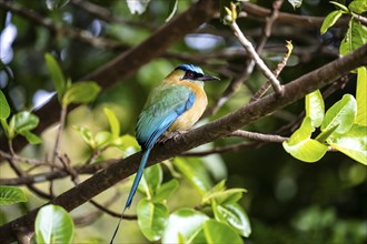 Blue-crowned motmot (Momotus lessonii), sitting on a branch, Monteverde Cloud Forest, Monte Verde,