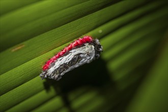 Hairy white-red caterpillar sitting on a leaf at night in the tropical rainforest, Refugio Nacional