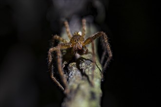 Comb spider (Cupiennius) sitting on a branch at night in the tropical rainforest, Refugio Nacional