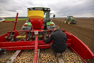 Early potatoes are laid in the soil of the field with a planting machine, tractor with roundabout