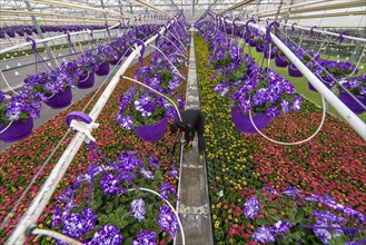 Horticulture company, flower pots, so-called petunia ampel, grow in a greenhouse, under the glass