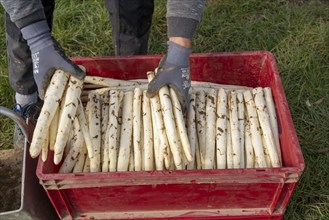 Asparagus harvest in the Rhineland, asparagus pickers at work in an asparagus field covered with