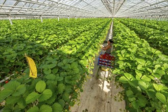 Harvesting strawberries, harvest helper, strawberry cultivation in the greenhouse, young strawberry