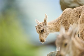 Alpine ibex (Capra ibex) youngster, portrait, wildlife Park Aurach near Kitzbuehl, Austria, Europe