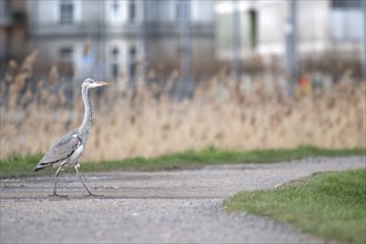 Grey heron (Ardea cinerea), heron, approaching from the left and walking over a worn gravel path,