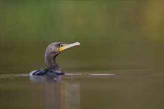 Great cormorant (Phalacrocorax carbo), Lower Saxony, Germany, Europe