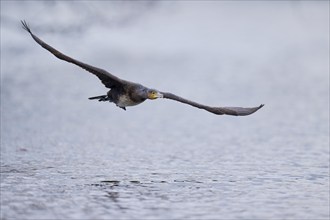 Great cormorant (Phalacrocorax carbo) in flight, Lower Saxony, Germany, Europe