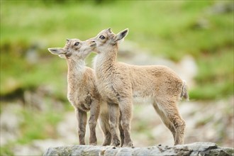 Alpine ibex (Capra ibex) youngsters, standing on a rock, wildlife Park Aurach near Kitzbuehl,