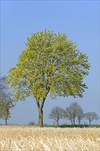 Deciduous tree, maple (Acer) blossoms in early spring, North Rhine-Westphalia, Germany, Europe