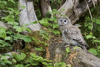 Ural owl (Strix uralensis) young bird, Bavaria, Germany, Europe