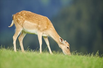 European fallow deer (Dama dama) doe standing on a meadow, Kitzbühel, Wildpark Aurach, Austria,