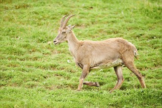 Alpine ibex (Capra ibex) female running on a meadow, wildlife Park Aurach near Kitzbuehl, Austria,