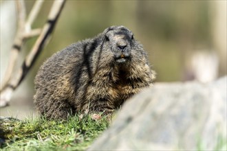 Marmot, (Marmoto marmota), animal portrait, France, Europe