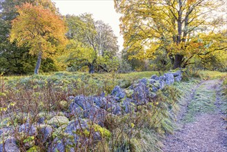 Stone wall on a meadow by a dirt road in a cultural landscape with beautiful autumn colours on the