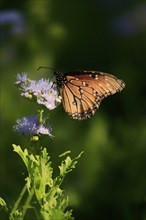 Monarch butterfly (Danaus plexippus), adult, on flower, foraging, Sonora Desert, Arizona, North