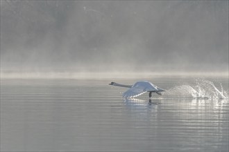 Mute swan (Cygnus olor) on takeoff on the water of a lake, Bas-Rhin, Alsace, Grand Est, France,