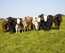 A line of bullocks standing on chalk downland on Milk Hill, Alton Barnes, Wiltshire, England,