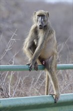 Chacma baboon (Papio ursinus), adult male, looking at camera, sitting on the guardrail of the