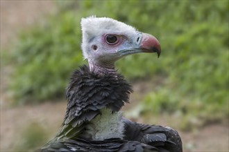 White-headed vulture (Trigonoceps occipitalis) close up portrait, endemic to Africa