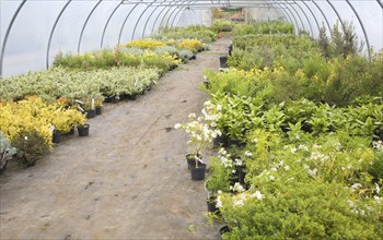 Plants growing inside a poly-tunnel in a garden centre, Swanns nursery, Bromeswell, Suffolk,