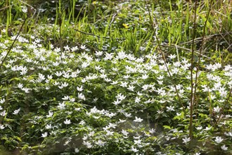 The Polenz is the right-hand, smaller headwaters of the Lachsbach in Saxony and flows through the