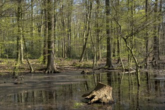 Natural forest landscape in spring with green foliage and a tree stump in the water, Ahaus,