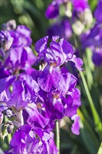 Colorful purple irises in a botanical garden