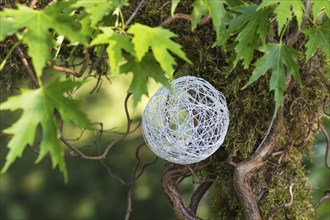 A ball of white thread in the branches of a tree