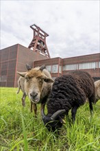 Sheep at the Zollverein Coal Mine Industrial Complex for the first time, 12 Heidschnucken and