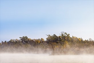 Morning mist at a forest lake with pine trees at a bogland in autumn colours