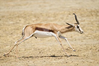 Springbok (Antidorcas marsupialis), running through the dessert, captive, distribution Africa