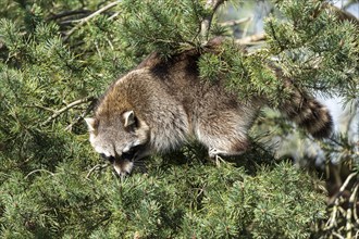 Raccoon (Procyon lotor) climbing in a branch, France, Europe